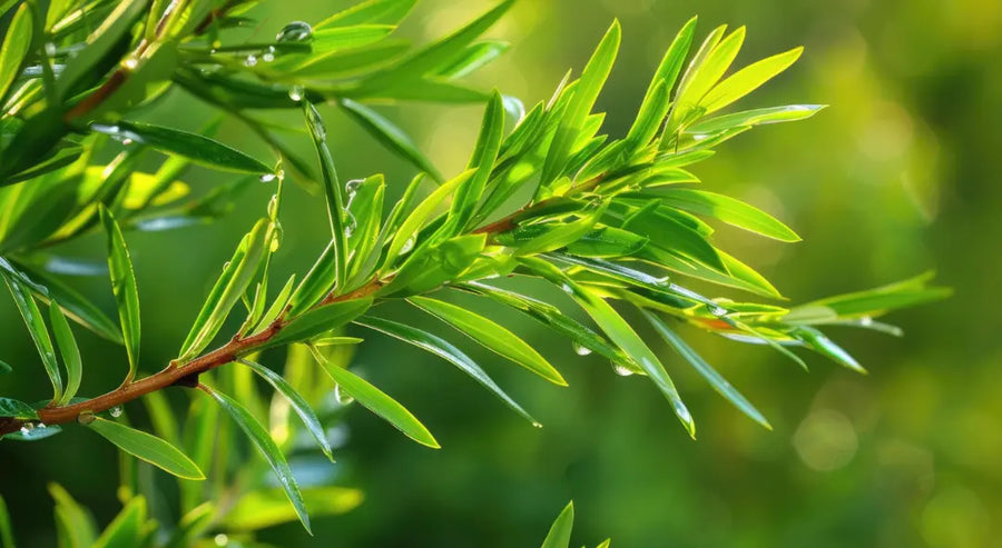 Tea Tree Oil