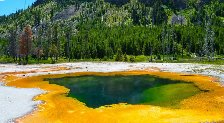 Sulphur Spring Extract
