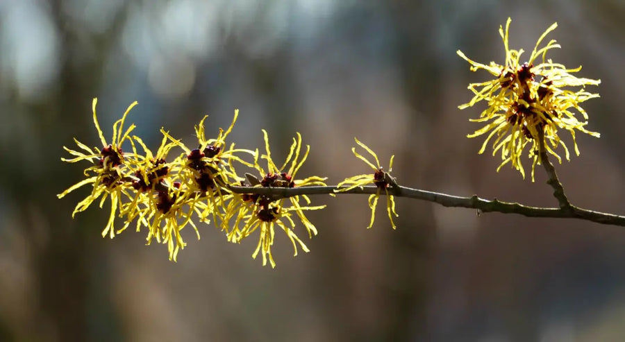 Witch Hazel